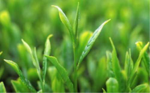 茶叶的烘干处理是怎样进行的 茶叶的烘干处理是怎样进行的