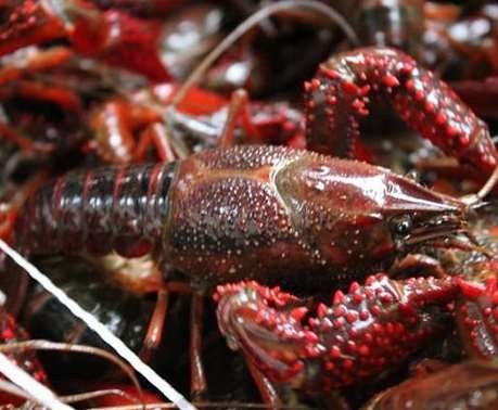 蚌埠原生态大龙虾的喂养和繁殖