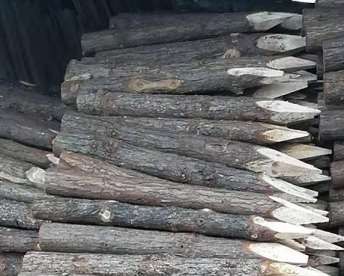 无锡如何确保杉木桩的使用寿命