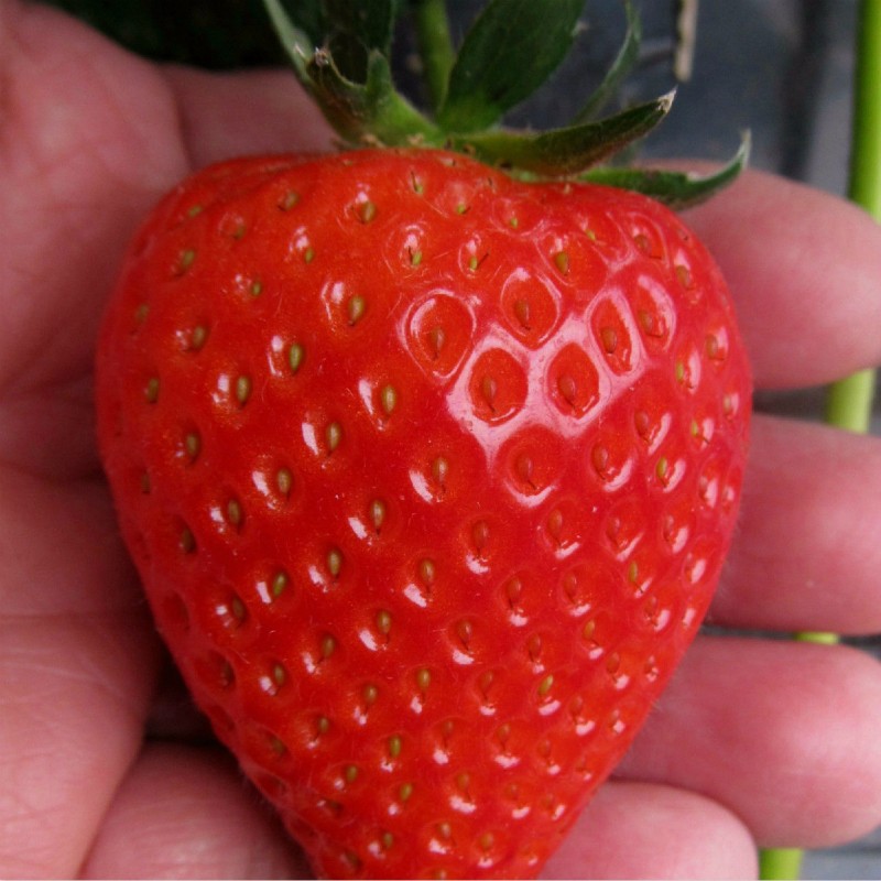 艳丽草莓 种苗