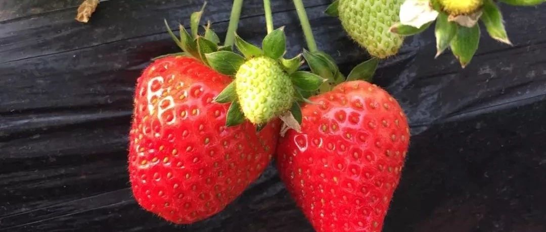 草莓苗栽種管理技術之二