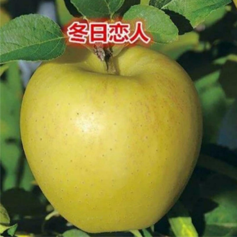 冬日恋人水蜜桃苹果 种苗