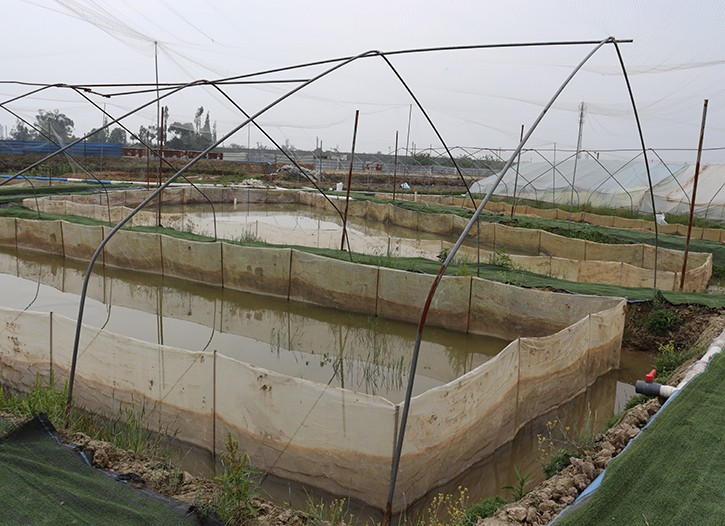 攀枝花牛蛙种苗合作社-眉山市志勤牛蛙养殖有限公司