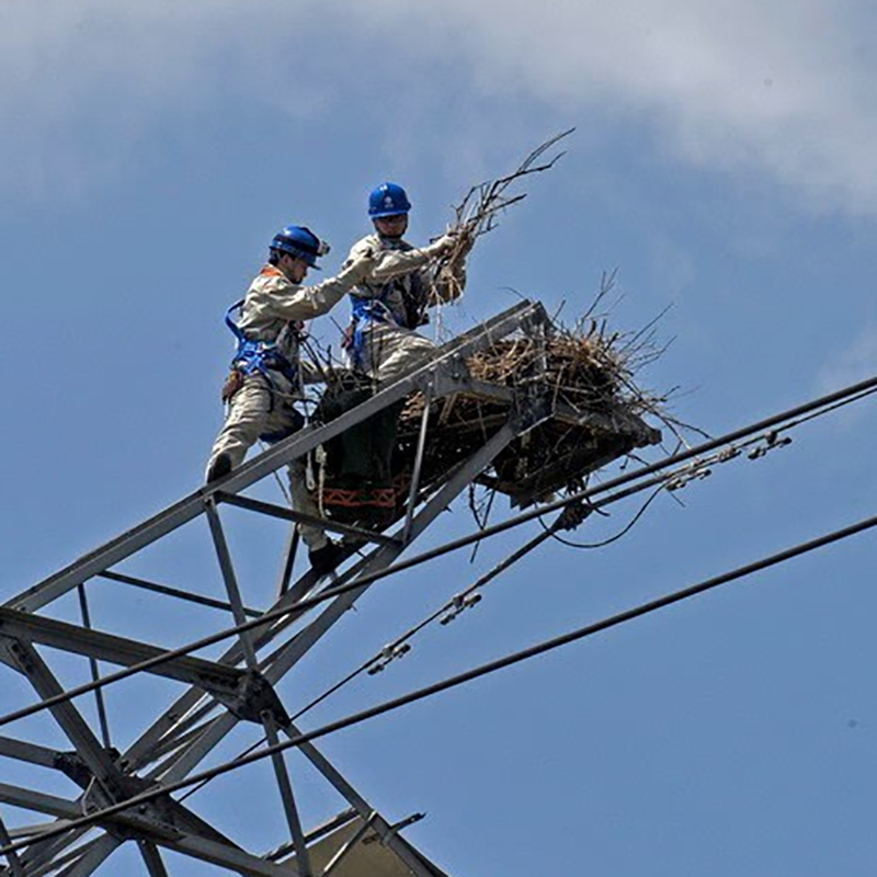 Bird perching platforms (bird houses), a