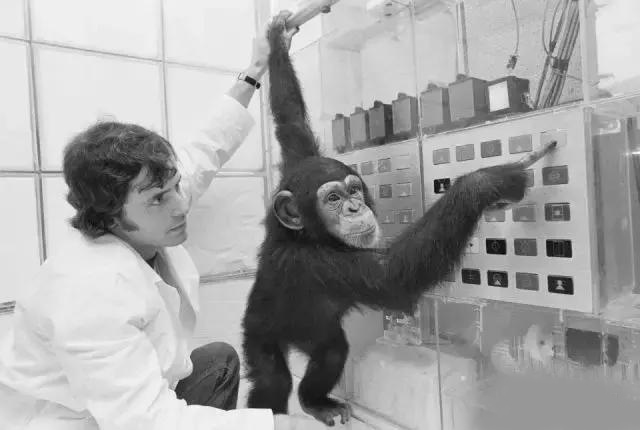 外国生物学家揭露人猿杂交真的存在？还成功了？