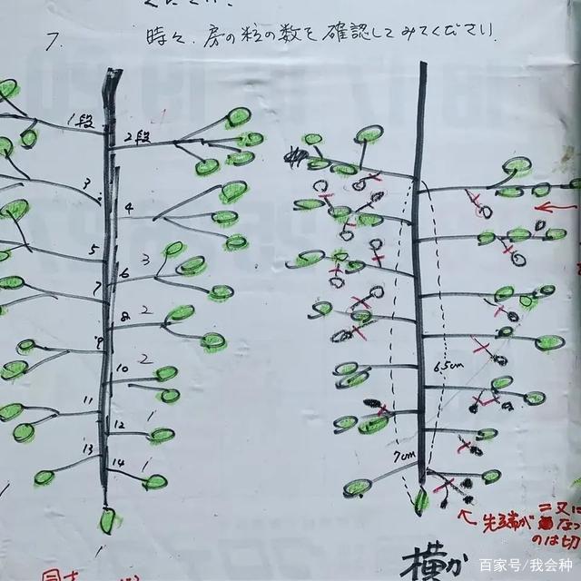阳光玫瑰精品果整穗“三步曲”:疏果摘粒关键 阳光玫瑰精品果整穗“三步曲”:疏果摘粒关键