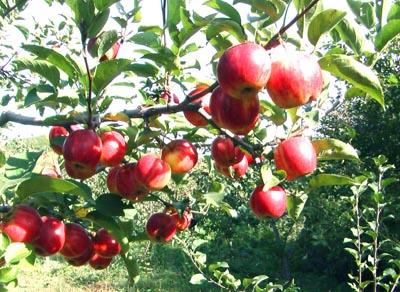 金紅蘋果 種苗