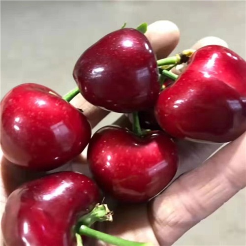 齐早樱桃 种苗 齐早樱桃 种苗