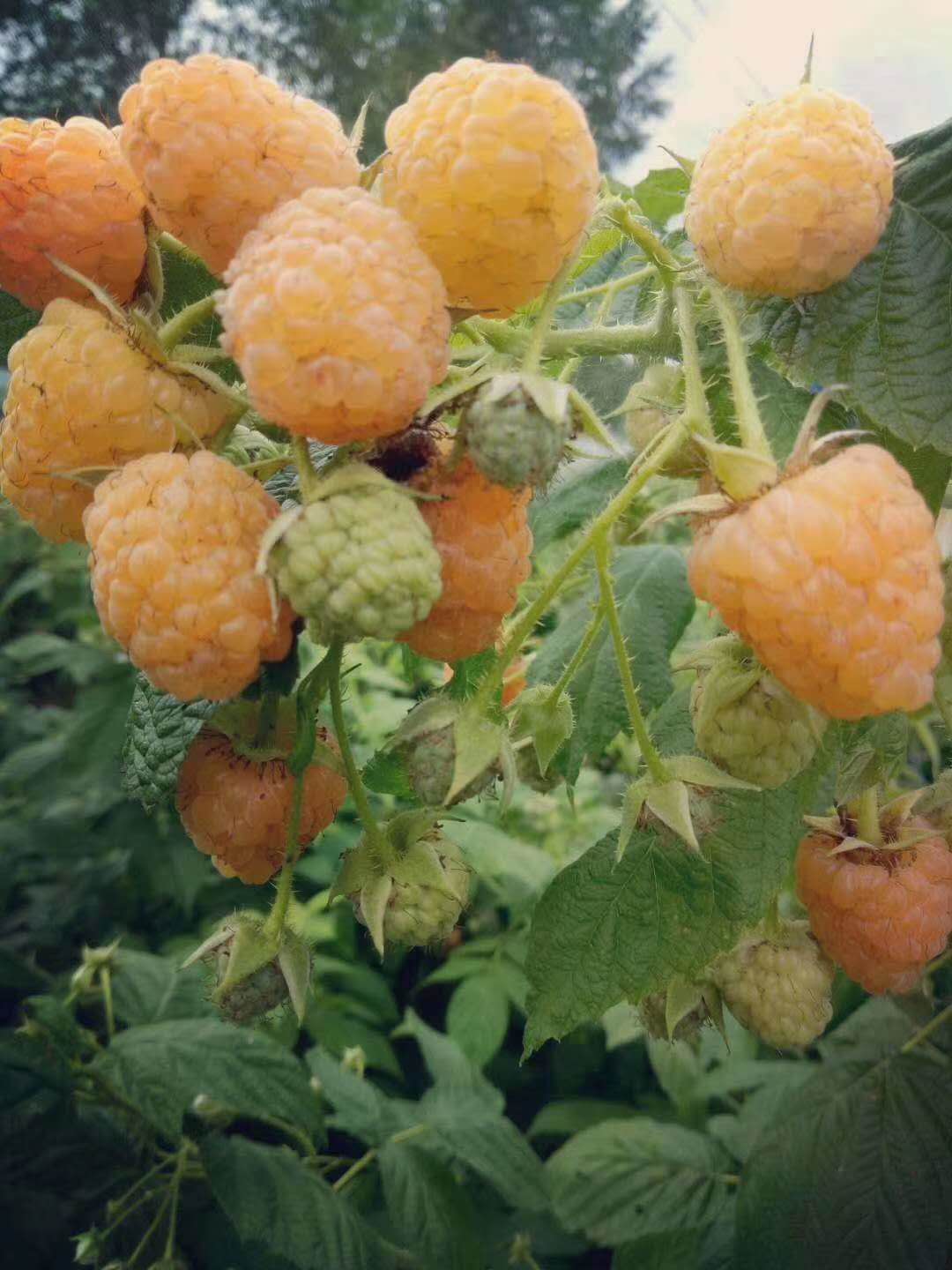 黃樹莓 種苗
