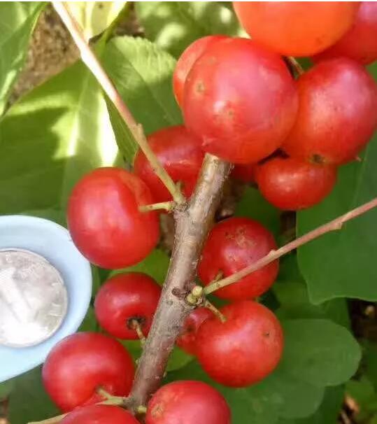 钙果种植管理技术及综合分析