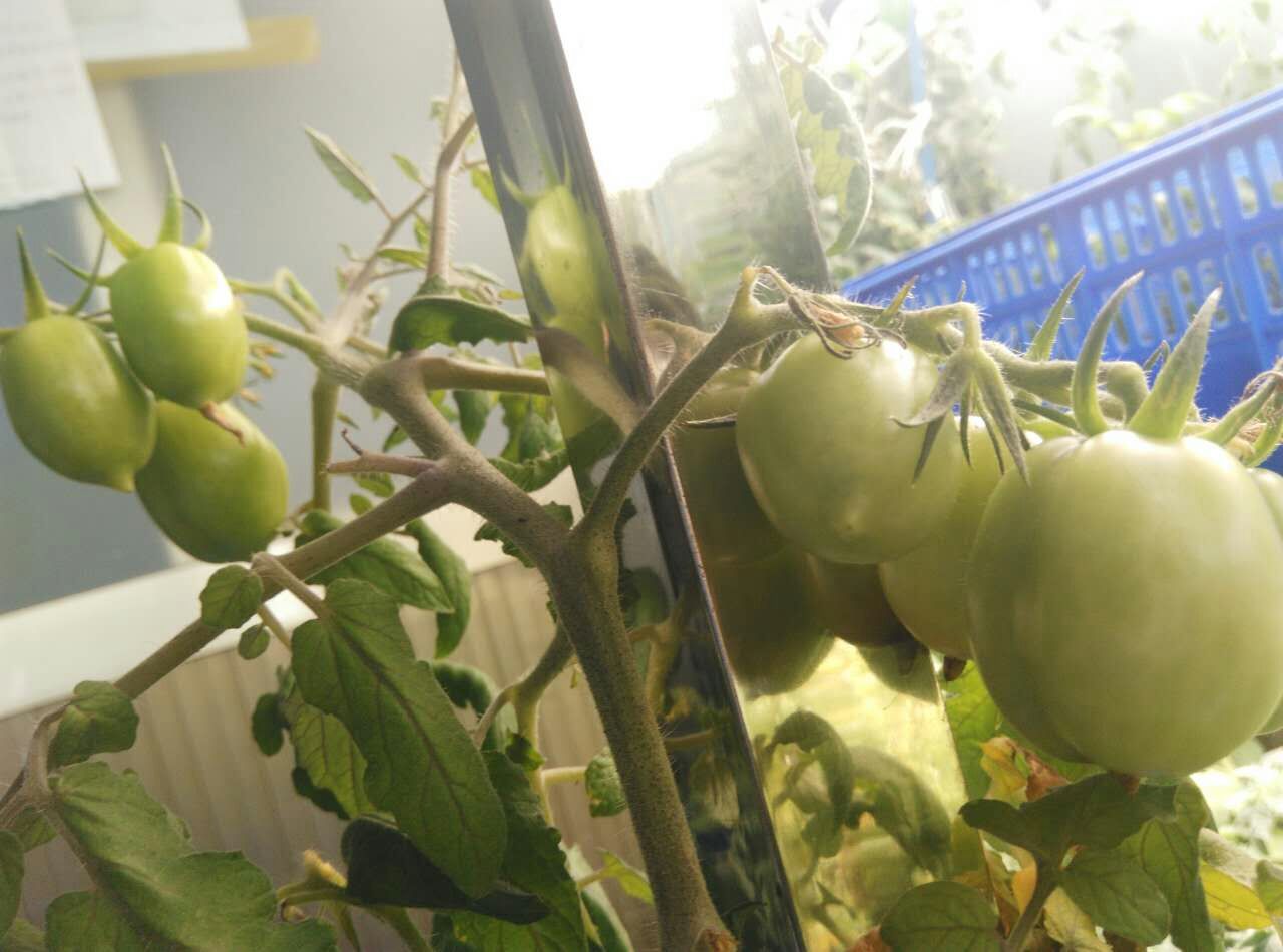 蕃茄培养室