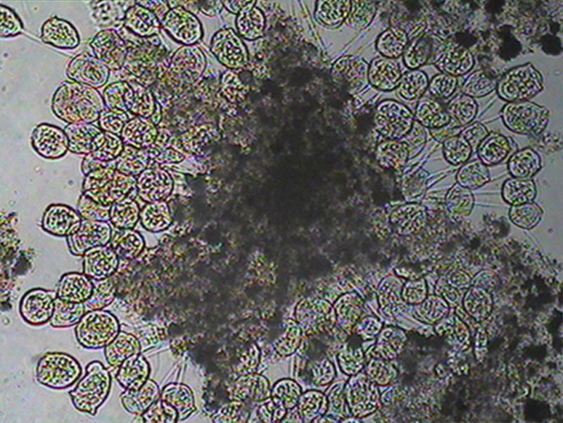 MBR膜生物反應器