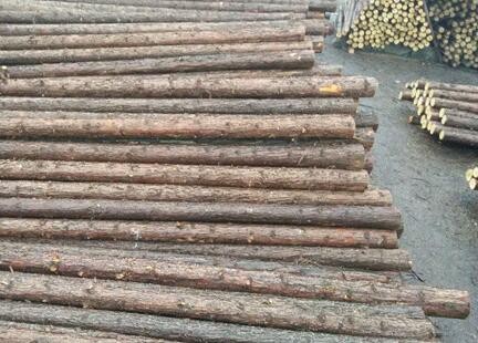 连云港杉木桩的种植规范有哪些