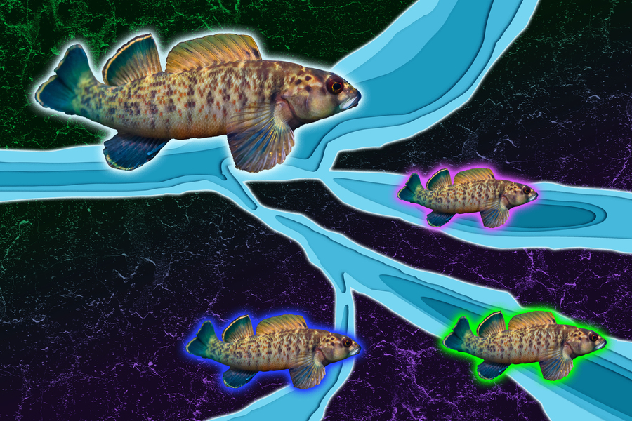 麻省理工学院究表明，河流侵蚀可以塑造鱼类的进化