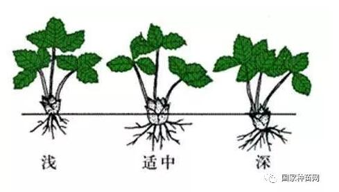 草莓苗繁殖方式及选择技巧