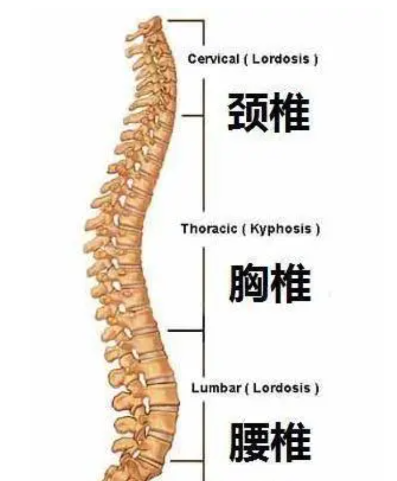 得了腰间盘突出，不用怕！照着这3个方法自我锻炼，胜过跑医院