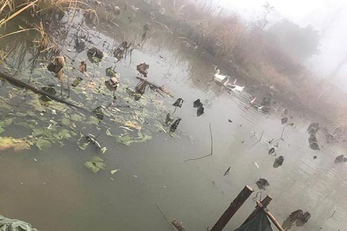 芜湖土鸭土鹅