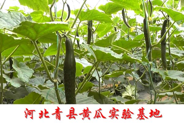 开封有机肥对农作物有什么用处