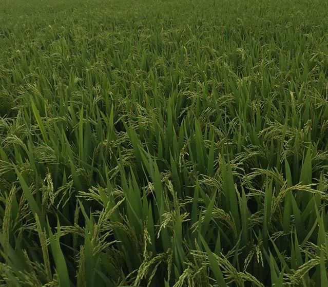 芜湖水稻种植播种育苗要点