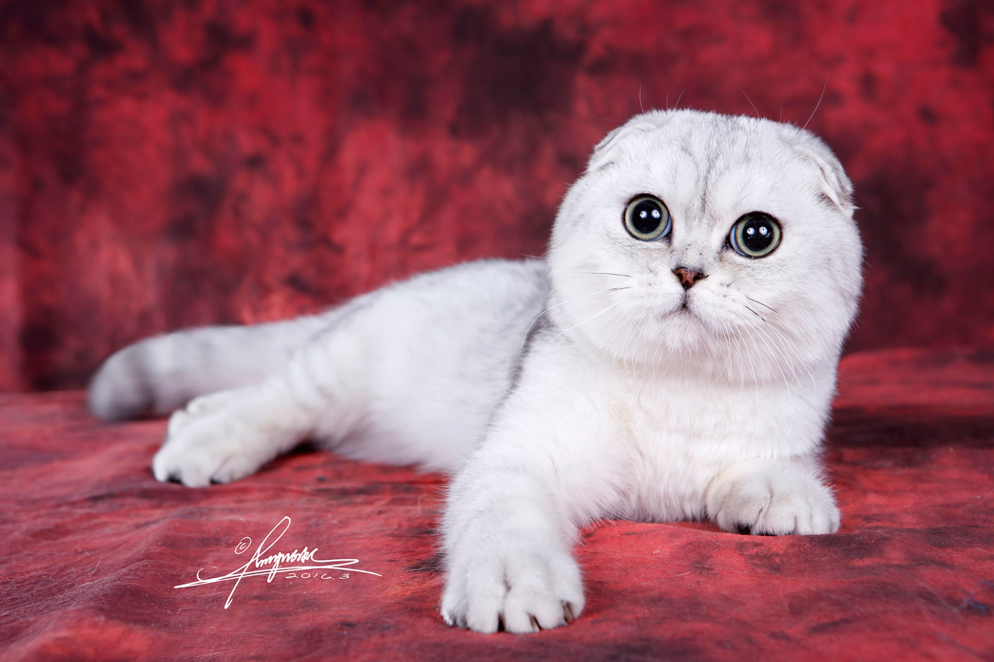 兰州正规英短银渐层猫在哪里