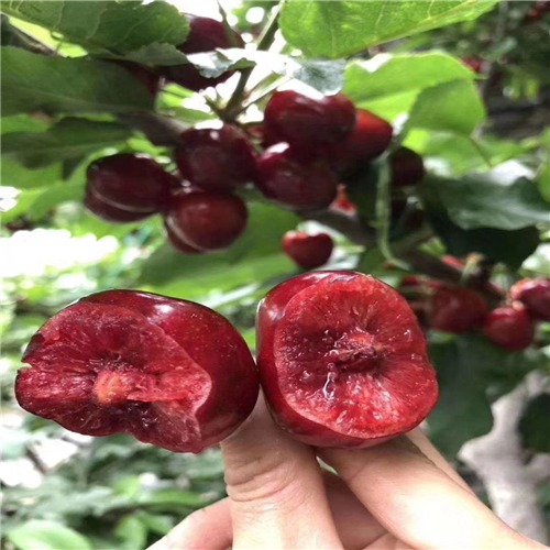 齐早樱桃 种苗 齐早樱桃 种苗