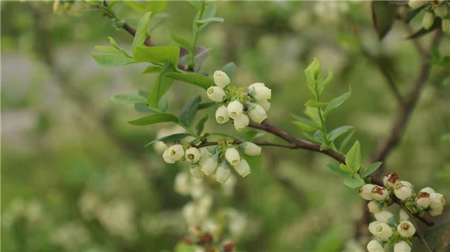 新发现|成都周边赏花游玩好去处：新都恒丰蓝莓庄园