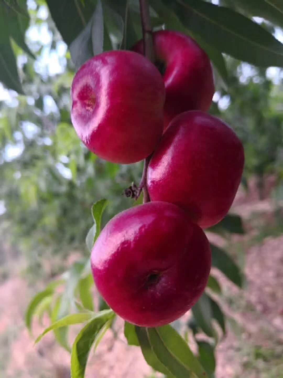 明珠油蟠桃 种苗