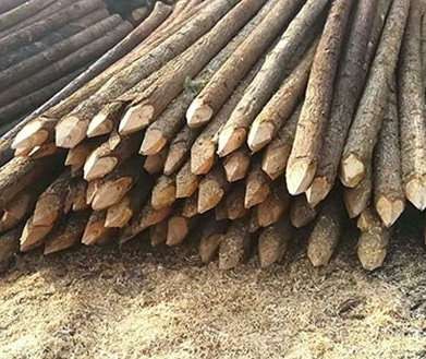 上海劣质杉木桩投入使用后会发生什么