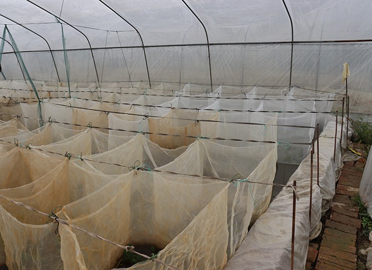 新津牛蛙-牛蛙-眉山市志勤牛蛙养殖有限公司