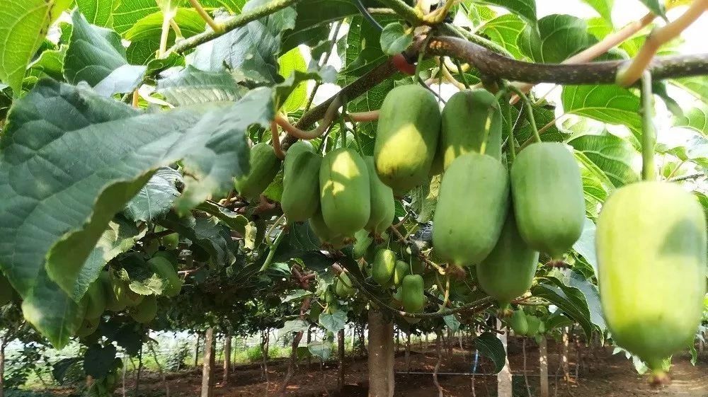 软枣猕猴桃集约化种植可行性分析