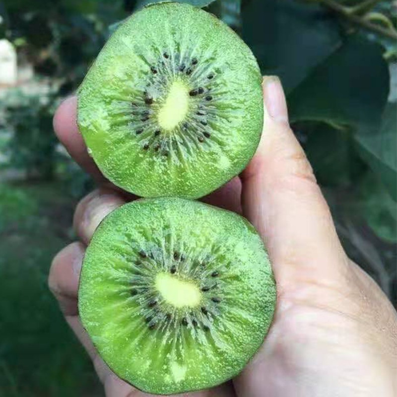 张家港毛花奇异果