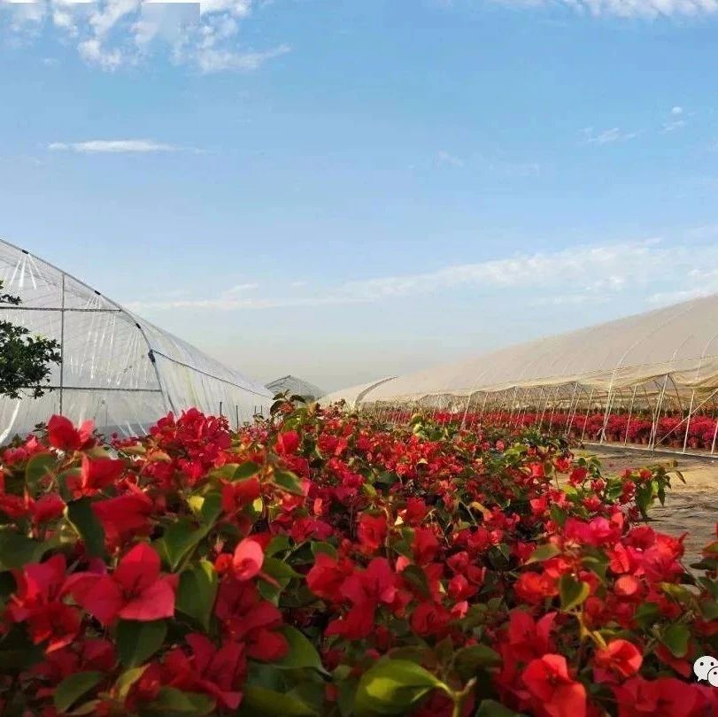 湖北鄂州市花卉苗木行業協會正式成立