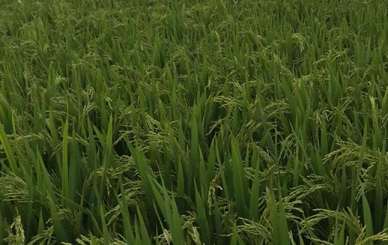 水稻种植的技术要点