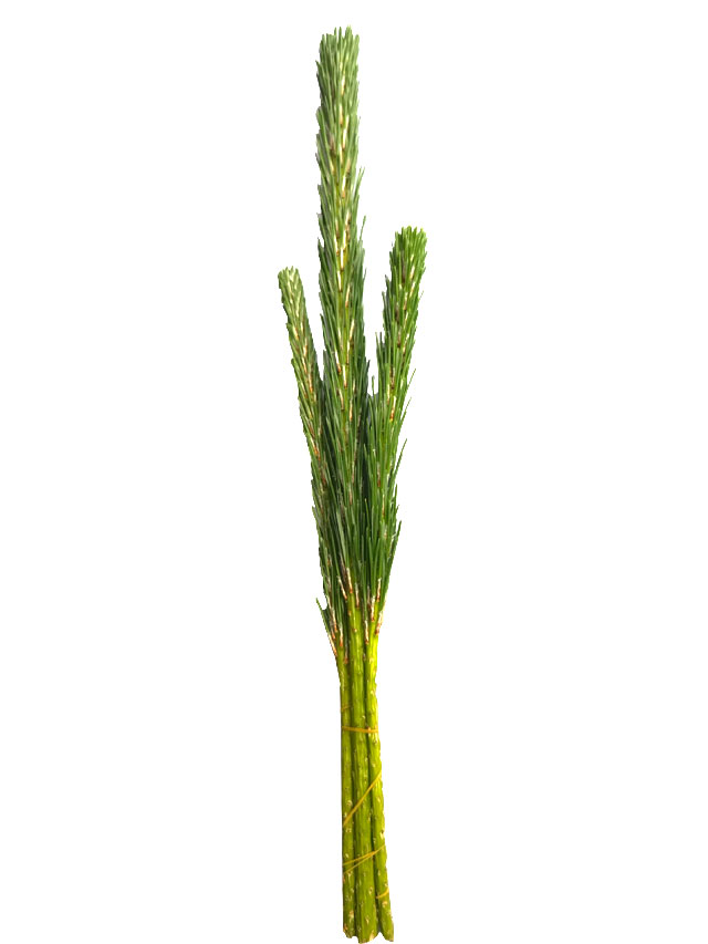 三寶松