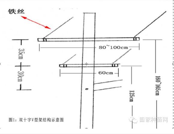 葡萄园建设之架型、架势选择