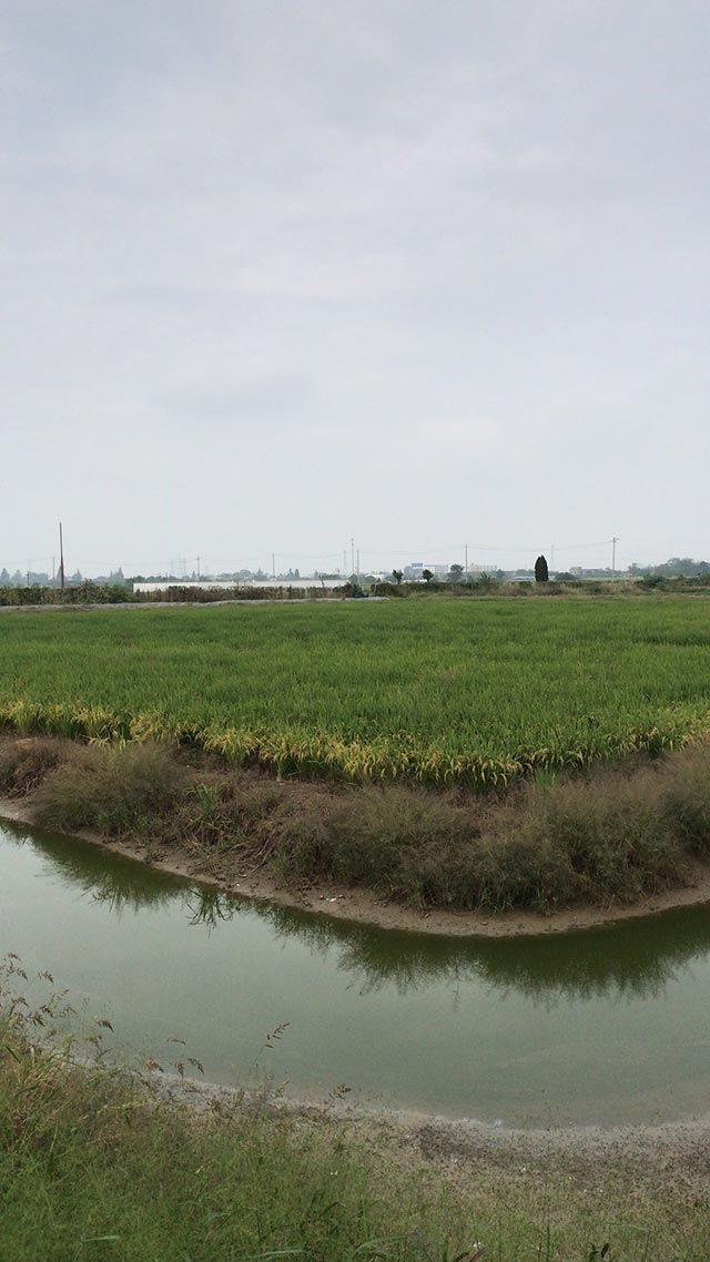 芜湖水稻种植