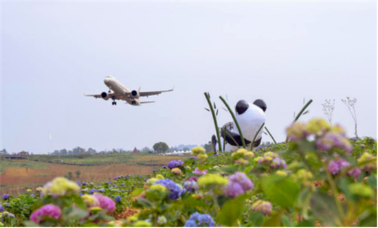 成都空港花田20万株绣球花等你来赏