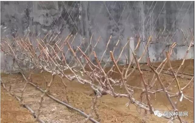 阳光玫瑰葡萄苗修剪技术 阳光玫瑰葡萄苗修剪技术
