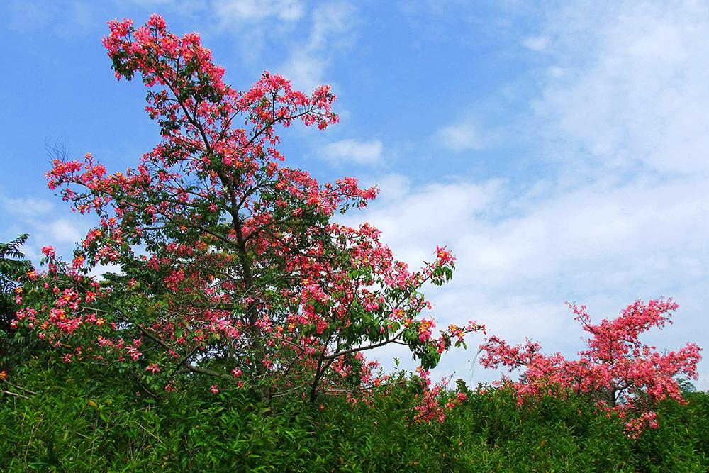 雷山花卉种子零售