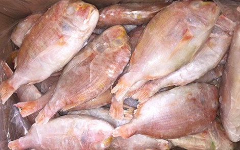 加吉魚
