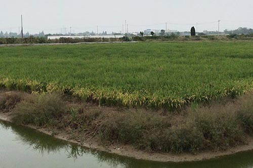 生態水稻種植帶來好的機遇