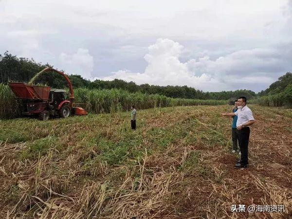 海南农业农村部门两抓三不误一手抓疫情防控一手抓农产品生产保供和质量安全