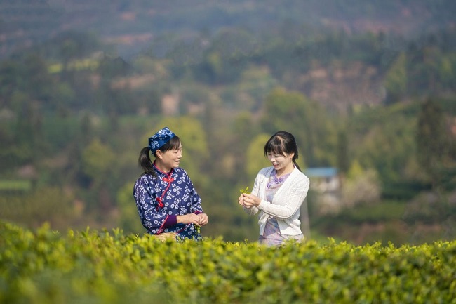 “新农人”干起“新农活”　纳溪特早茶“云端”出道