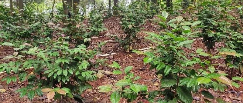 南寧樹木園實施全國金花茶組培苗林下套種推廣示范項目