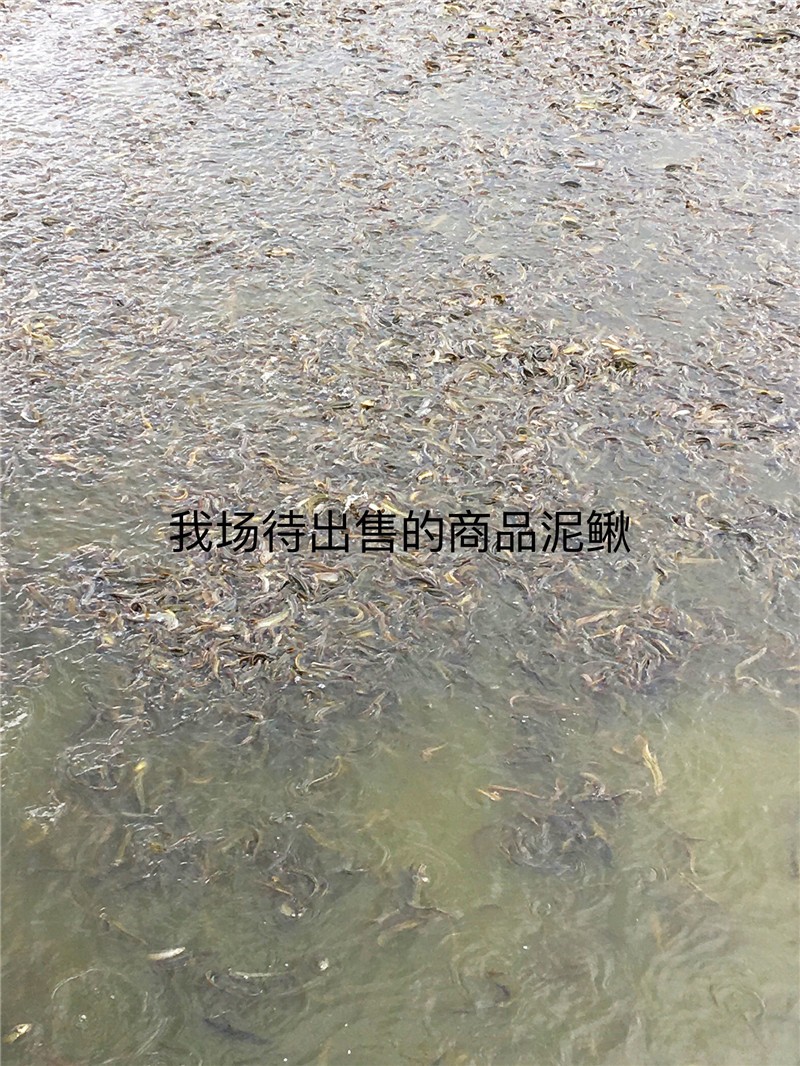 潼南泥鳅苗