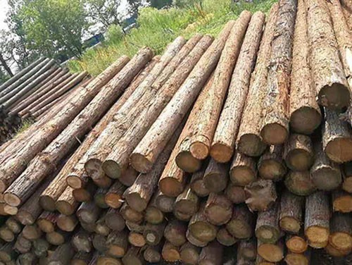 杉木桩厂家为大家介绍杉木市场的不断变化