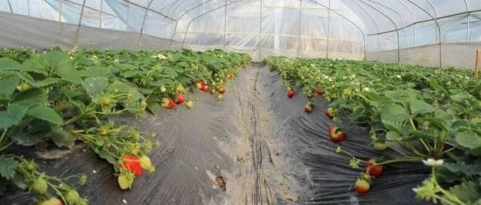 草莓苗繁殖方式及選擇技巧
