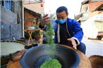 疫情不阻春茶香　邛崃13万亩早茶开采