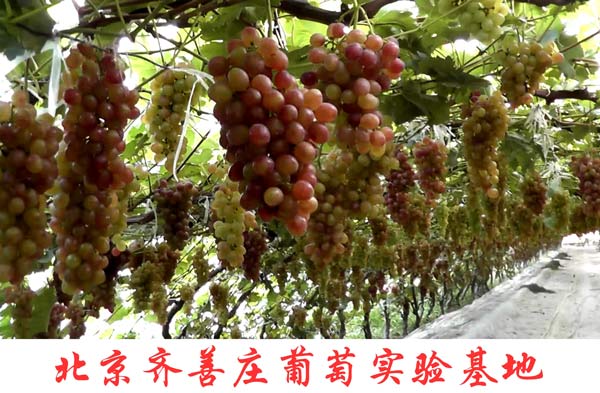 北京齊善莊葡萄實驗基地