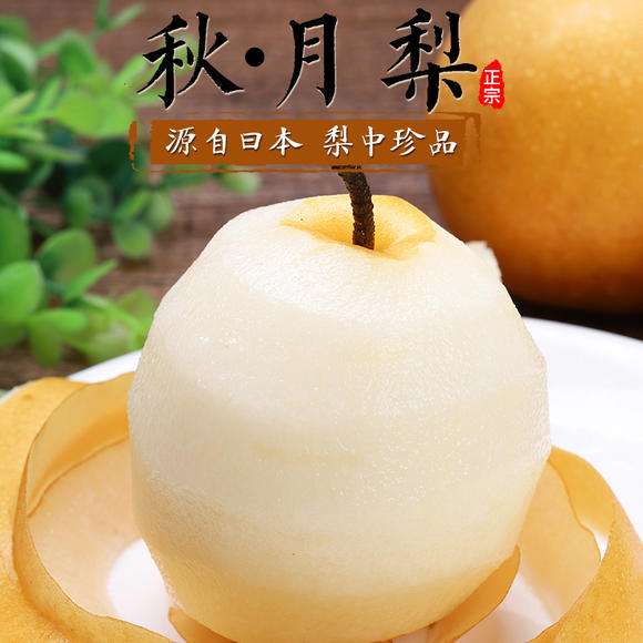 秋月梨 种苗 秋月梨 种苗